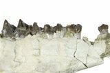 Fossil Running Rhino (Hyracodon) Jaw Section - South Dakota #300010-2